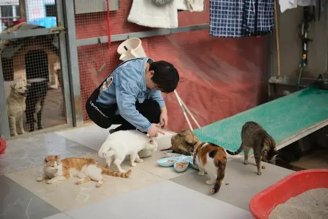 Worker Feeding Cats in Shelter.