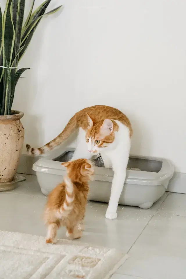 A Mother and Child Orange Tabby Cats.