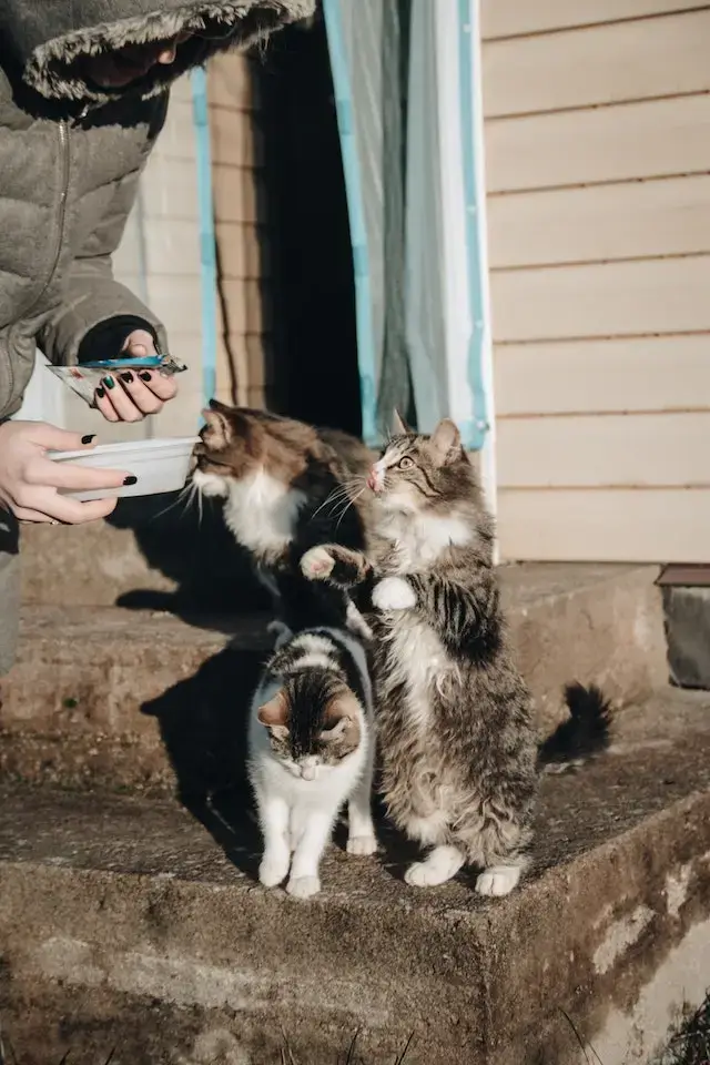 Are Stray Cats Friendly? 10 Signs Of Friendly Stray Cats! 3 Black and White Bicolor Cat