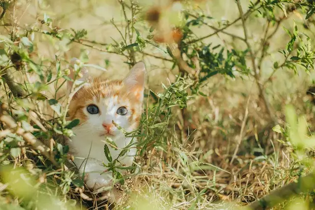 Do Lost Cats Come Back? When to Stop Looking for a Lost Cat? 2 When to stop looking for a lost cat? Kitten among Leaves and Branches