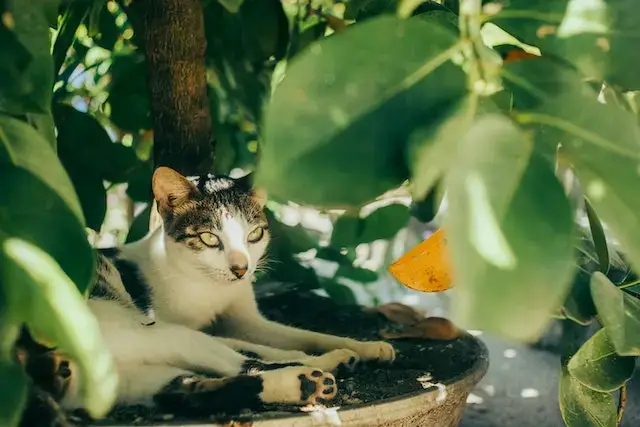 Do Lost Cats Come Back? When to Stop Looking for a Lost Cat? 4 Cat Lying by Tree and Leaves