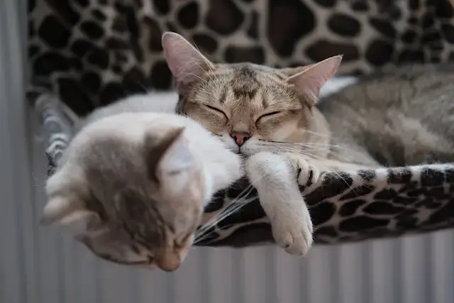 American Shorthair vs European Shorthair: 5 Key Differences! 5 American shorthair vs European shorthair: Photo Of Cats Sleeping Together