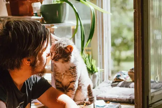 Why Do Cats Lick Their Nose? (10 Surprising Reasons!) 7 Cute cat smelling unrecognizable bearded man on windowsill at home