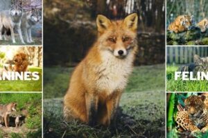 Are foxes canines or felines? Are foxes closer to dogs or cats?