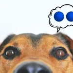 Can Dogs Get Blue Balls? Symptoms, Causes, & Treatment!