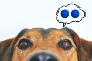 Can Dogs Get Blue Balls? Symptoms, Causes, & Treatment!