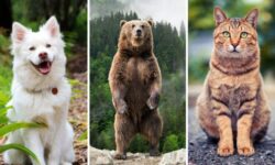 Are Bears Closer To Dogs Or Cats? Let’s Find Out!