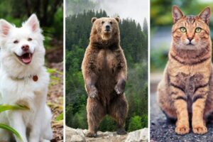 Are Bears Closer To Dogs Or Cats? Let’s Find Out!