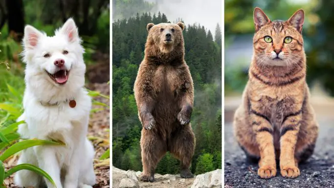 Are bears closer to dogs or cats
