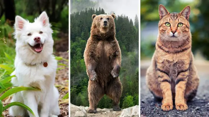 Are Bears Closer To Dogs Or Cats? Let's Find Out! 1 Are bears closer to dogs or cats? A picture of a dog, a cat, and a bear in the front view