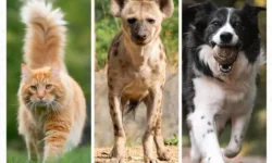 Are Hyenas Closer To Dogs Or Cats?