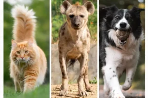 Are Hyenas Closer To Dogs Or Cats?