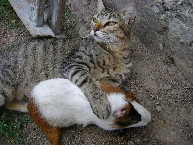 The cat holding the white and brown Guinea pig in his hand. 