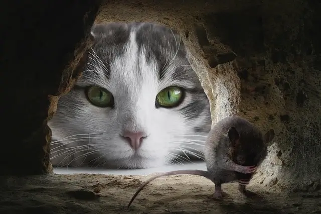 There is a rat hiding in the hole and a cat looking into it.