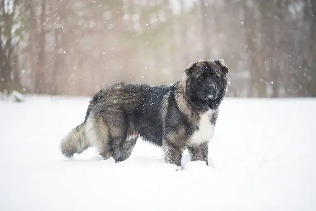 Are Bears Closer To Dogs Or Cats? Let's Find Out! 14 caucasian shepherd dog 6154872 640 1