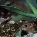 Are Cats Rodents? The Surprising Truth About Cats And Rodents!
