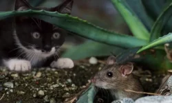 Are Cats Rodents? The Surprising Truth About Cats And Rodents!