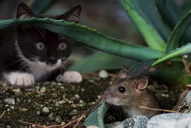 Are Cats Rodents? The rat is hiding from the cat.