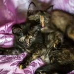Do Tortoiseshell Cats Get Along With Other Cats? Are They Friendly?
