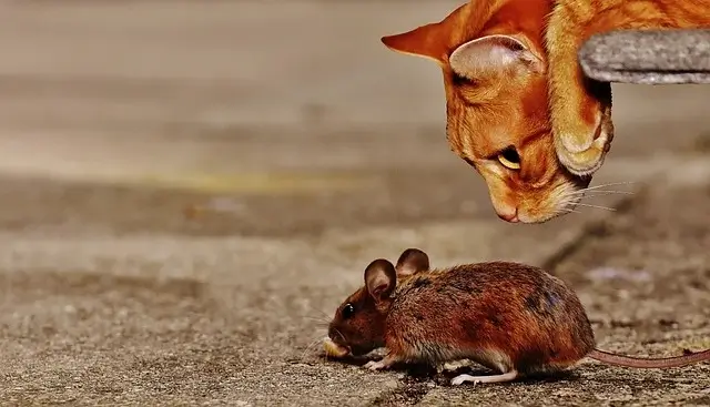 An orange tabby cat looking back at a rat.