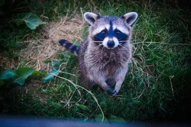 Are Bears Closer To Dogs Or Cats? Let's Find Out! 7 Brown and Black Raccoon Photo