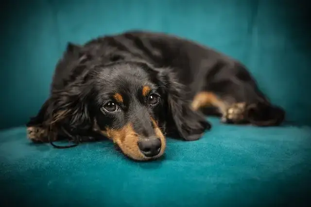 Can Dogs Get Blue Balls? Symptoms, Causes, & Treatment! 2 Black and Tan Long Coat Dog