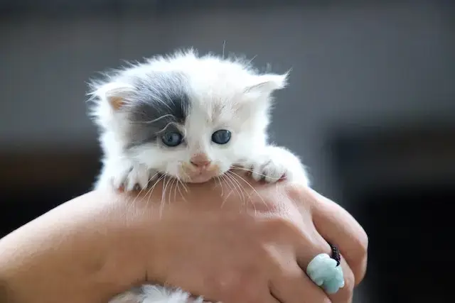Should I Trim My Cat's Whiskers? What Happens If You Cut Them? 3 Close-Up Photo of Person Holding White Kitten
