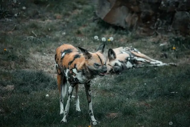 Are Hyenas Closer To Dogs Or Cats? 4 African wild dog. (African painted dog)