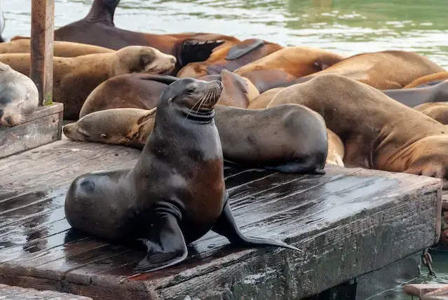 Are Bears Closer To Dogs Or Cats? Let's Find Out! 10 Seal Lion on the Wooden Dock