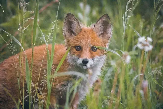Are foxes canines or felines? Are foxes closer to dogs or cats? 3 Brown and White Fox on Green Grass