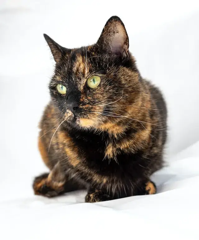 Tortoiseshell Cats & Friendship: Are They Really ‘One-Cat-Only’ Kitties? 2 Tortoiseshell Cat in Close-up Photography