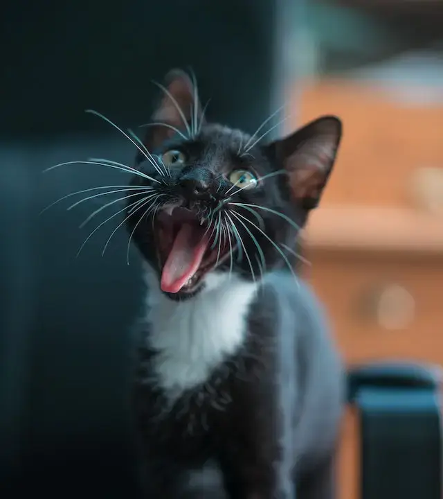Should I Trim My Cat's Whiskers? What Happens If You Cut Them? 5 Black And White Cat With Tongue Out