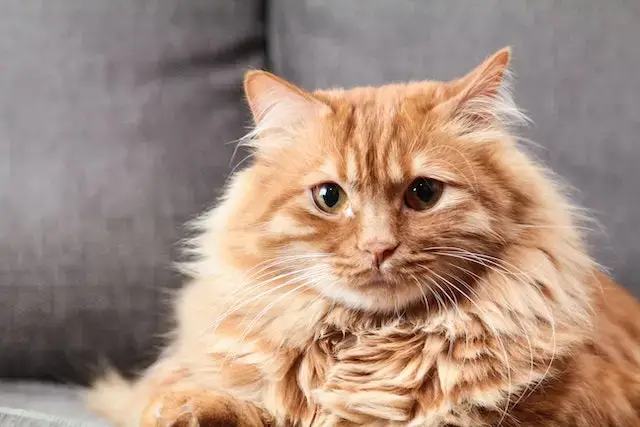 Should I Trim My Cat's Whiskers? What Happens If You Cut Them? 6 Brown Long Coated Fur Cat