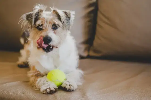 Can Dogs Get Blue Balls? Symptoms, Causes, & Treatment! 4 Dog Sitting On Brown Leather Sofa