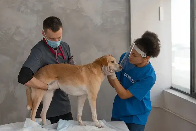 Can Dogs Get Blue Balls? Symptoms, Causes, & Treatment! 3 Woman in Blue Shirt Touching the Dog's Face