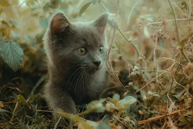 Do Feral Cats Meow? No! 7 Reasons Why They Don’t! 5 Little Gray Kitten Playing in the Grass