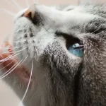 Should I Trim My Cat’s Whiskers? What Happens If You Cut Them?