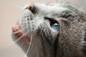 Should I Trim My Cat’s Whiskers? What Happens If You Cut Them?
