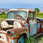 Do Feral Cats Meow? No! 7 Reasons Why They Don’t!