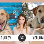 Dudley Lab vs Yellow Lab: What’s the Difference?