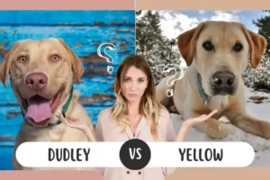 Dudley Lab vs Yellow Lab: What’s the Difference?
