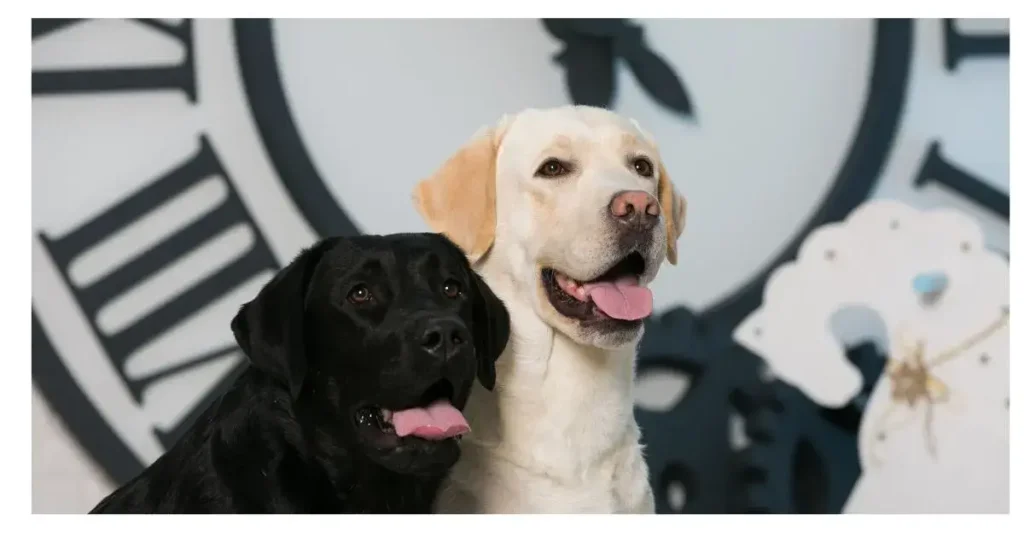 Dudley Lab vs Yellow Lab: What’s the Difference? 4 Lab 1