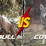 Pitbull vs Coyote: Strengths & Weaknesses – Who Wins?