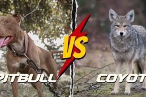 Pitbull vs Coyote: Strengths & Weaknesses – Who Wins?