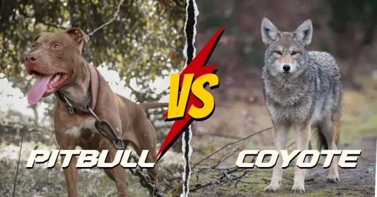 Pitbull Vs Coyote