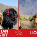 Tibetan Mastiff vs Lion: Who Would Win?