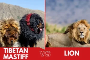 Tibetan Mastiff vs Lion: Who Would Win?