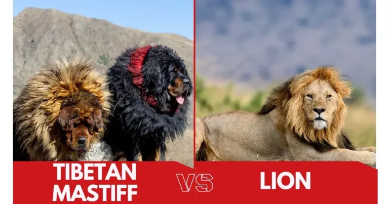 Tibetan Mastiff vs Lion