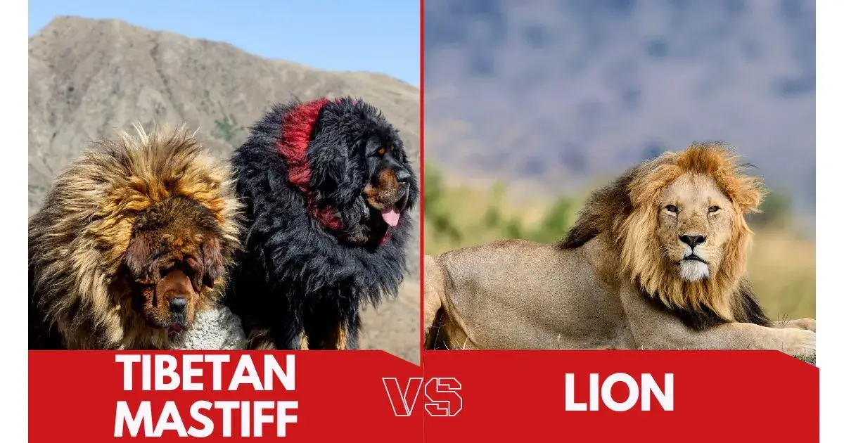 Tibetan Mastiff Vs Lion Who Would Win? Petbouncy