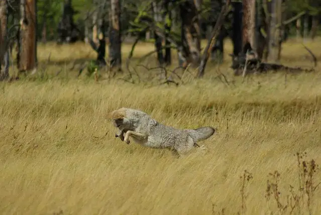 Pitbull vs Coyote: Strengths & Weaknesses - Who Wins? 4 A Coyote on a Grass Field